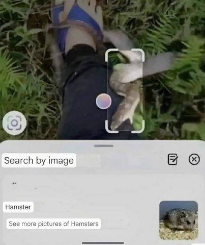Я Search image Hamster See more pictures of Hamsters