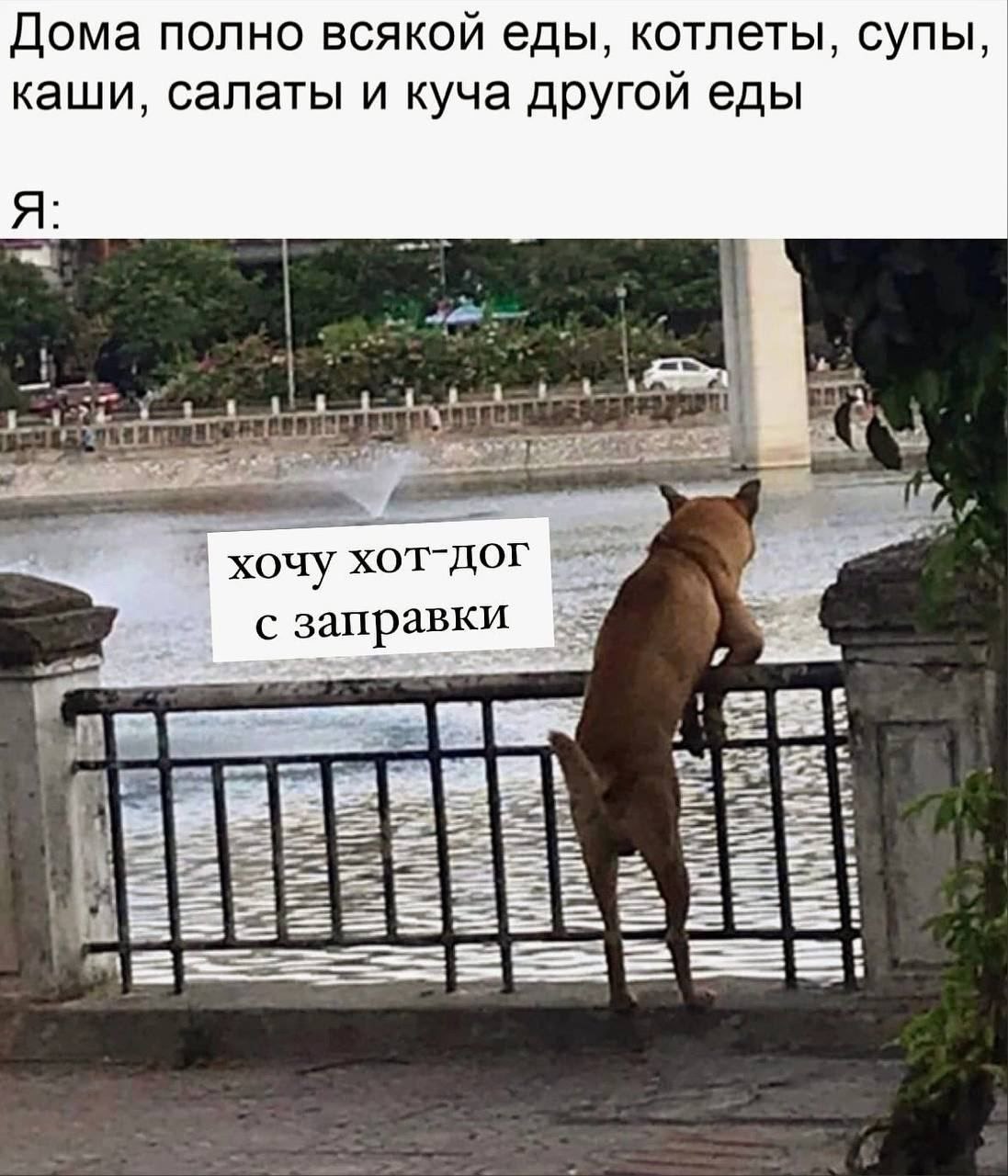Дома полно всякой еды, котлеты, супы, каши, салаты и куча другой еды Я: К 7 хочу хот-дог сзаправки А ELS