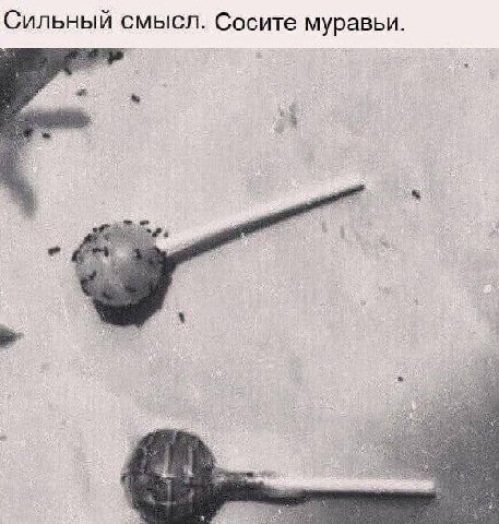 Сильный смысл. Сосите муравьи. я