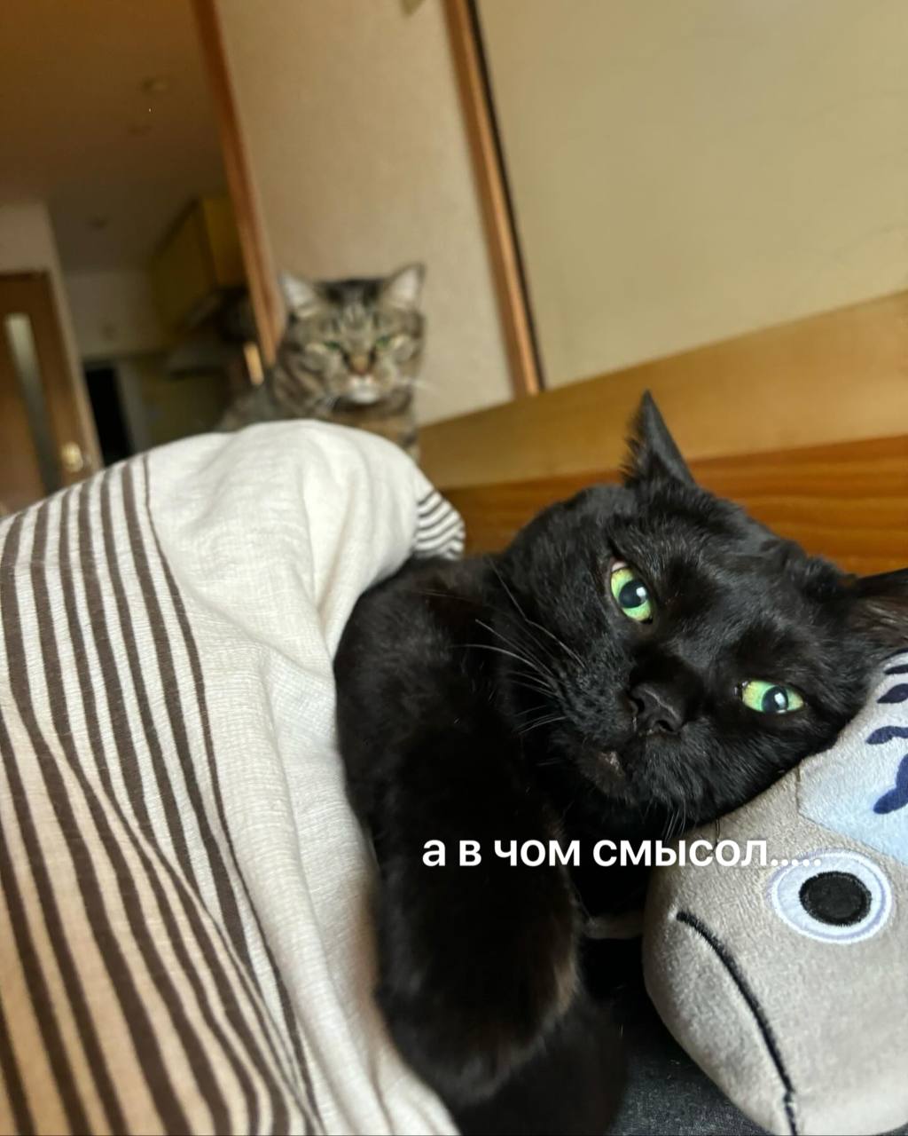 авчом смысол