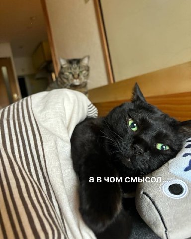 авчом смысол