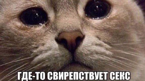 ГДЕ-ТО СВИРЕПСТВУЕТ СЕКС