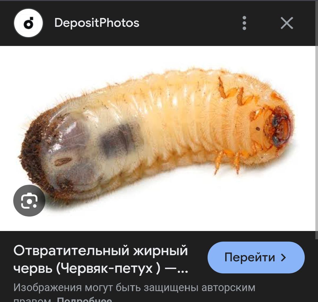 DepositPhotos a А Отвратительный жирный червь (Червяк-петух Изображения могут быть защищены авторским