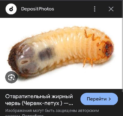 DepositPhotos a А Отвратительный жирный червь (Червяк-петух Изображения могут быть защищены авторским