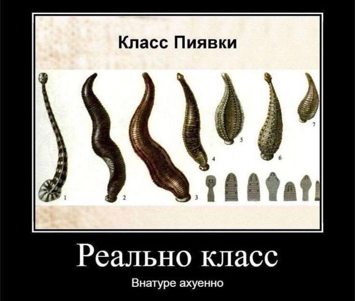 Класс Пиявки Реально класс Внатуре ахуенно