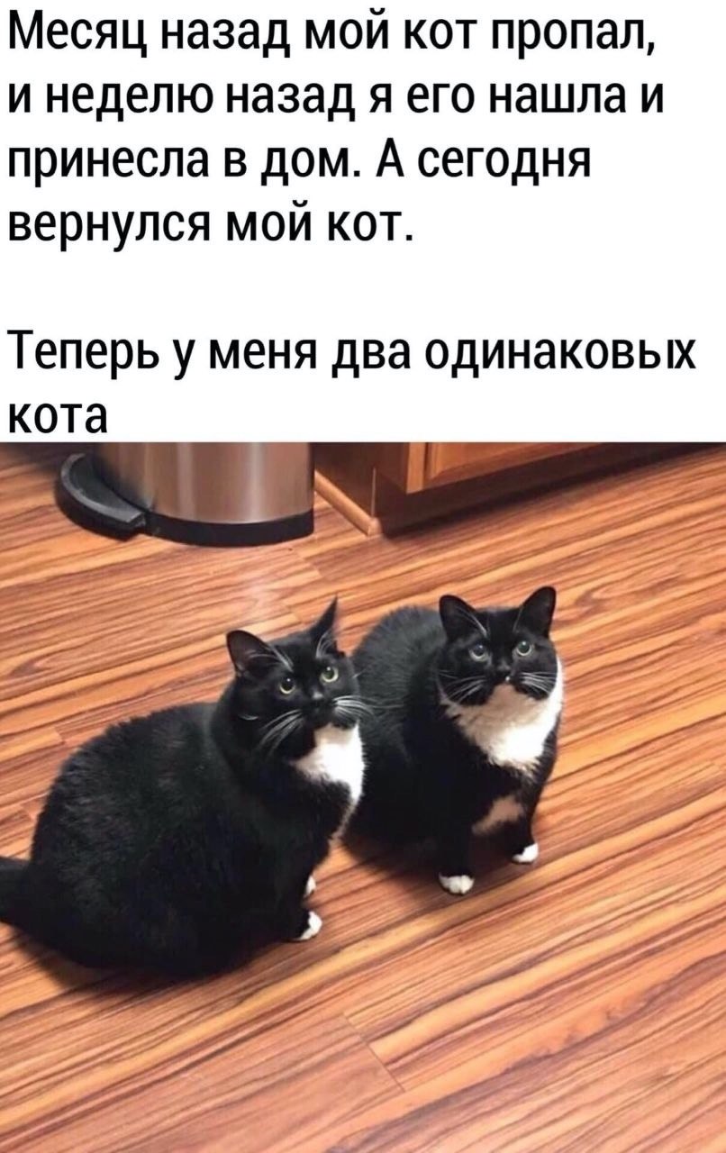 Месяц назад MOU кот пропал, и неделю назад я его нашла и принесла в дом. А сегодня вернулся мой кот. Теперь у меня два одинаковых кота а