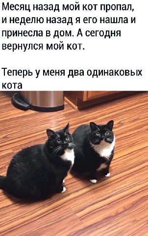 Месяц назад MOU кот пропал, и неделю назад я его нашла и принесла в дом. А сегодня вернулся мой кот. Теперь у меня два одинаковых кота а