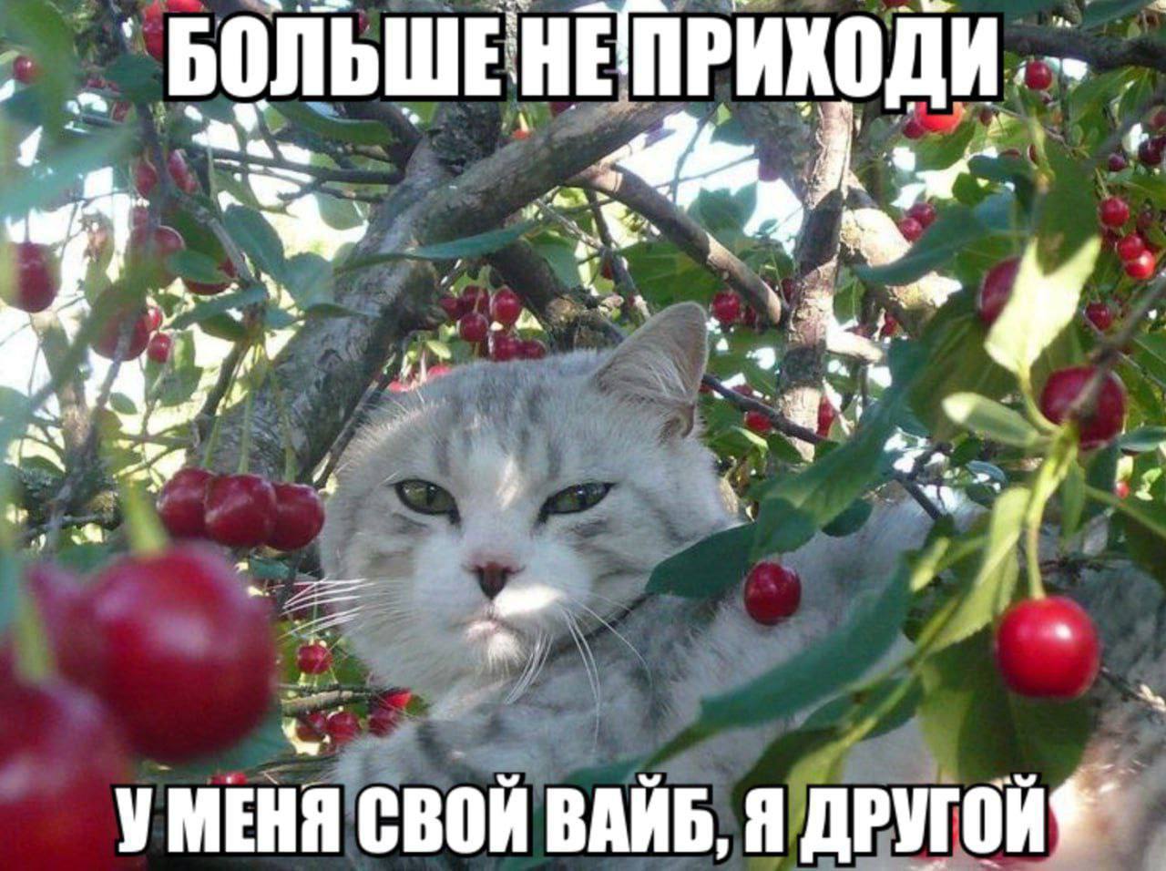 БОЛЬШЕНЕПРИХОДИ, БОЛЬШЕ: bad aS у cee УМЕНЯ СВОЙ ВАЙБ, Я