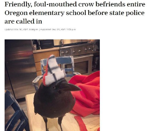 Friendly, foul-mouthed crow befriends entire Oregon elementary school before state police are called in Updated: Dec. 10, 2021. 3:34 Published: Dec. 09, 2021, 1:09