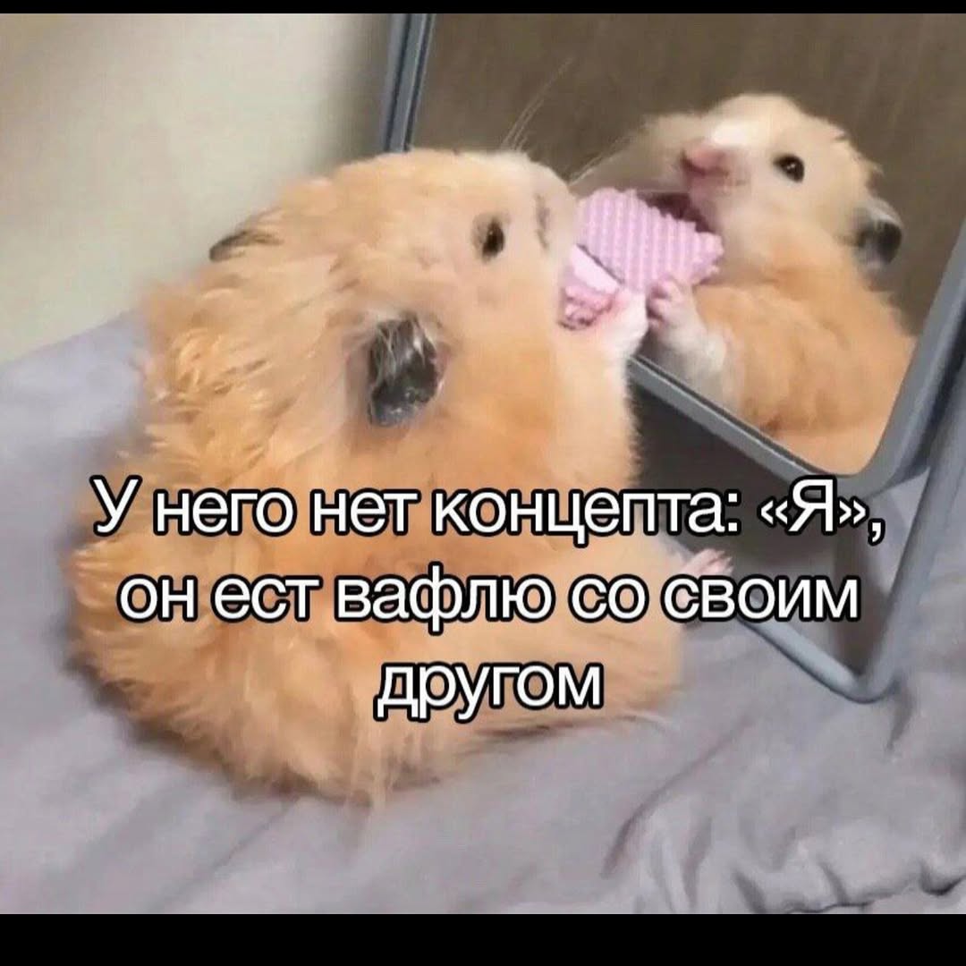 У него нет концепта: «Я», он ест вафлю своим другом