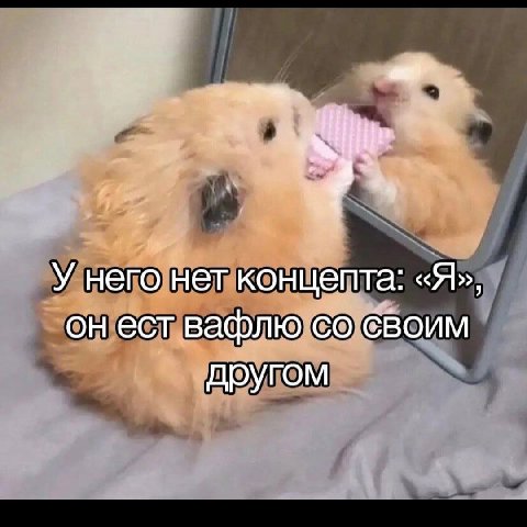 У него нет концепта: «Я», он ест вафлю своим другом