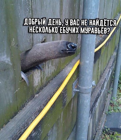 ДОБРЫЙ ДЕНЬ, У ВАС НЕ НЕСКОЛЬКО ЕБУЧИХ МУРАВЬЕВ?
