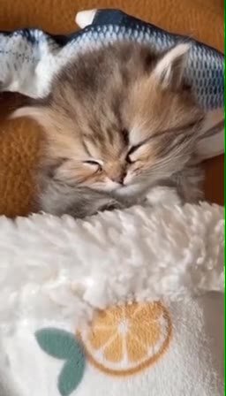 мем