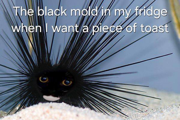The black mold in my fridge when want a piece of toast
