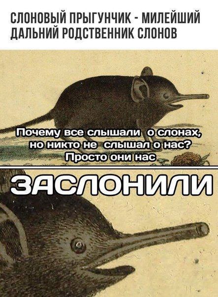 ПРЫГУНЧИК МИЛЕИШИИ ДАЛЬНИИ РОДСТВЕННИК СЛОНОВ почему все слышали о о HUKTO! He слышал: росто