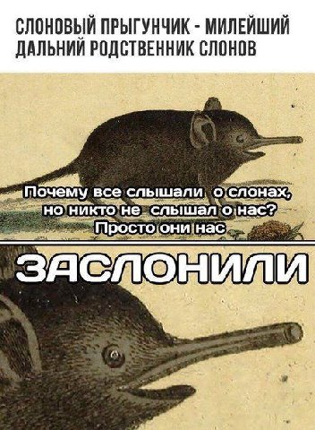 ПРЫГУНЧИК МИЛЕИШИИ ДАЛЬНИИ РОДСТВЕННИК СЛОНОВ почему все слышали о о HUKTO! He слышал: росто