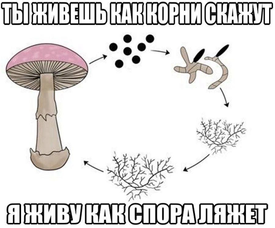 ТЫЖИВЕШЬ КАНКОВНИ СКАЖУТ © vd °° Ga" 4S К ` >< си Я ЖИВУКАКСПОРАЛЯ НЕТ