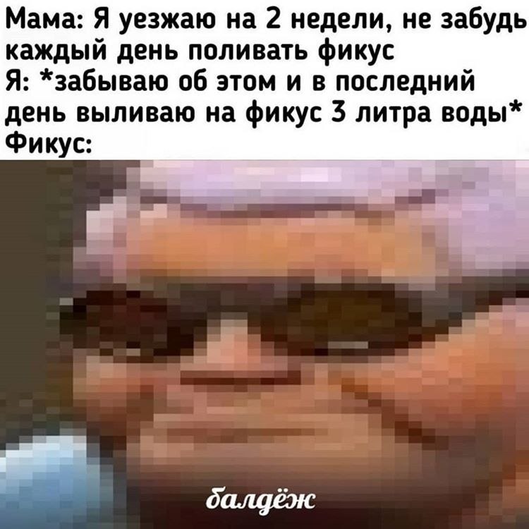 Мама: Я уезжаю на 2 недели, не забудь каждый день поливать фикус Я: *забываю об этом и в последний день выливаю на фикус 3 литра воды* Фикус: балдёж