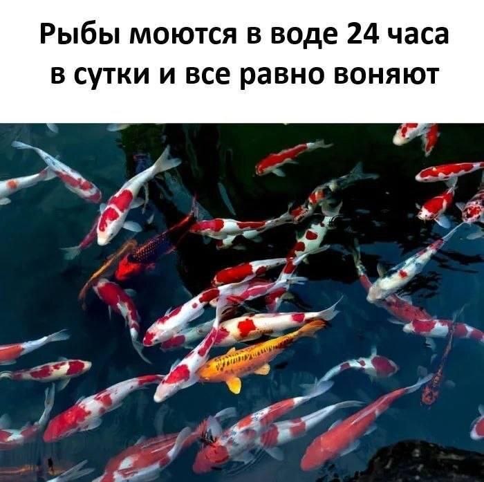 Рыбы моются в воде 24 часа в сутки и все равно воняют