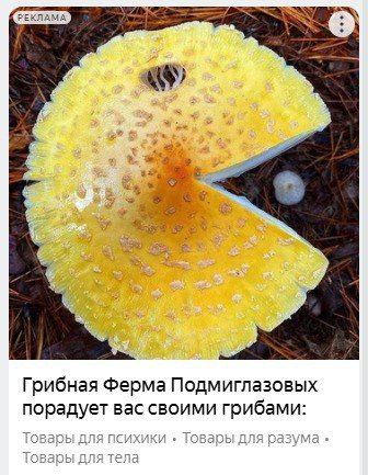 7 2 Грибная Ферма Подмиглазовых порадует вас своими грибами: