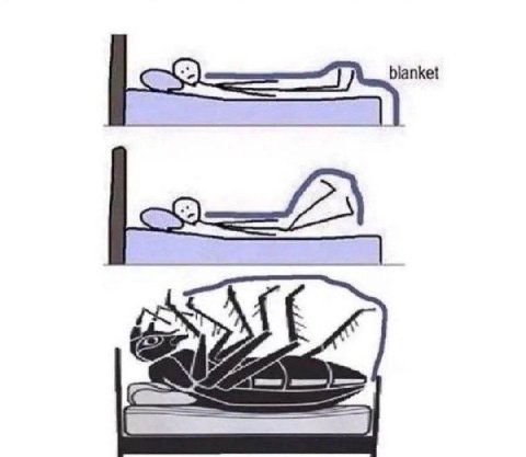 blanket