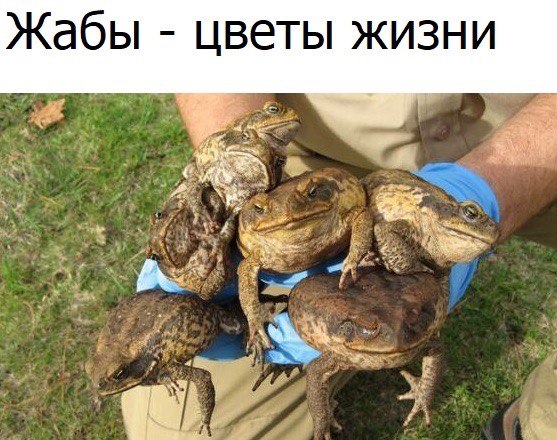 Жабы цветы жизни