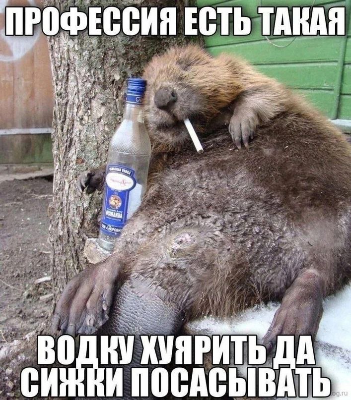 ПРОФЕС СИЯ ЕСТЬ ТАКАЯ 4 a we +4 A 7 ХУЯРИТЬ A ПОСАСЫВ