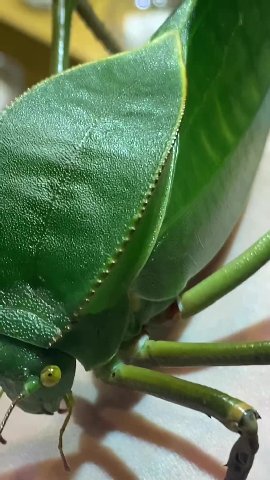 гигантский папуанский кузнечик (Siliquofera grandis) на выставке-ярмарке насекомых в Москве. 

дают подержать с предупреждением, что оно кусается — но в моём случае обошлось.

это из того же семейства
