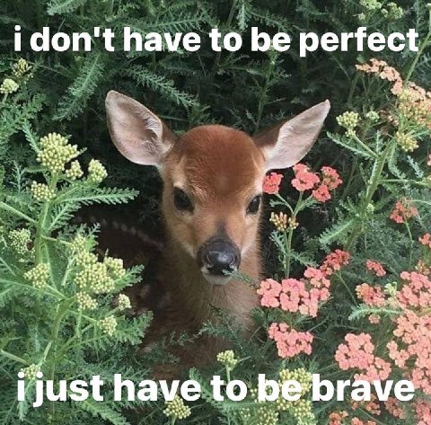 i don’ have to be perfect A i have to.