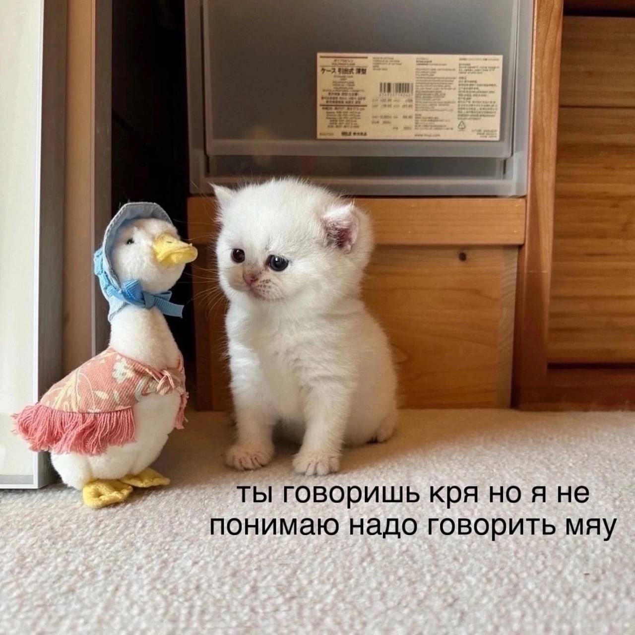 gal be ты говоришь KPA ноя не понимаю надо говорить мяу