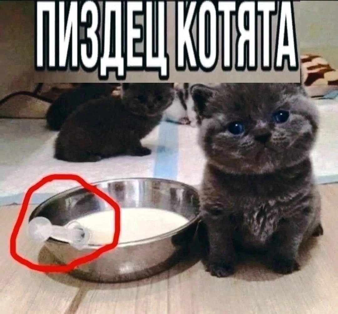ПИЗДЕЦ КОТАТА