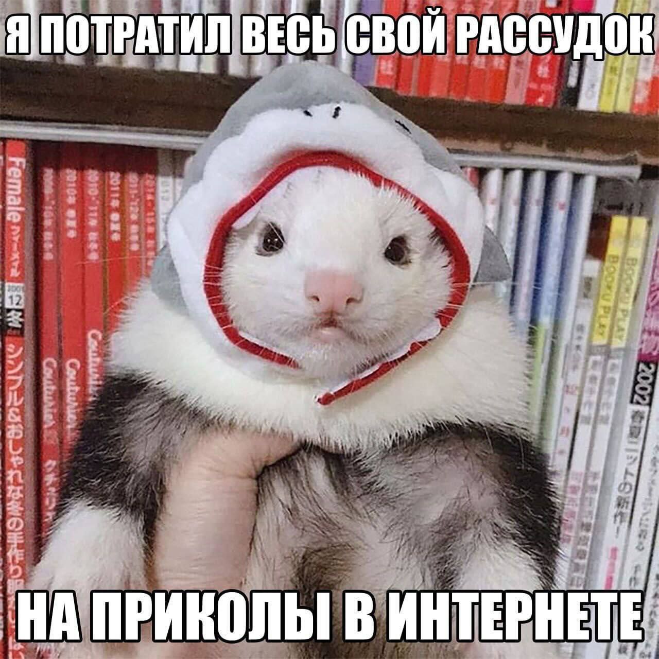 СВОЙ РАССУД Я ПОТРАТИЛ ВЕСЬ as a i 1$ 4 4 НА ПРИКОЛЫ В ИНТЕРНЕТ