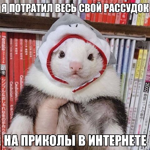 СВОЙ РАССУД Я ПОТРАТИЛ ВЕСЬ as a i 1$ 4 4 НА ПРИКОЛЫ В ИНТЕРНЕТ