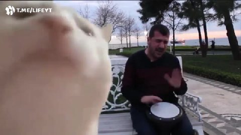 у лнсут ОО a.