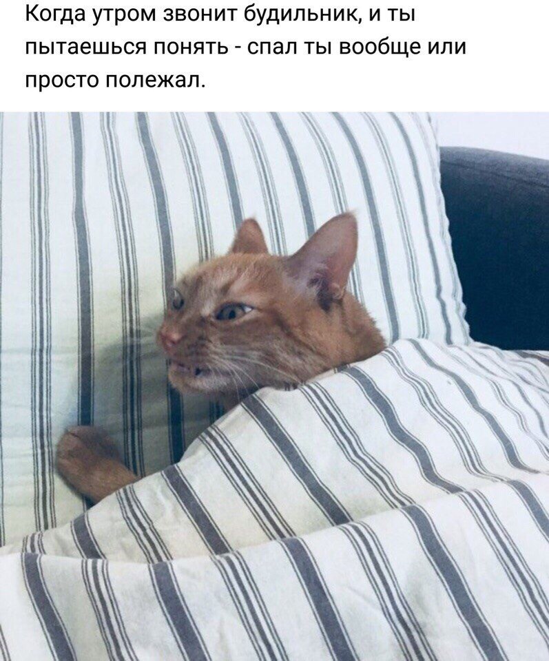 Когда утром звонит будильник, и ты пытаешься понять спал ты вообще или просто полежал.