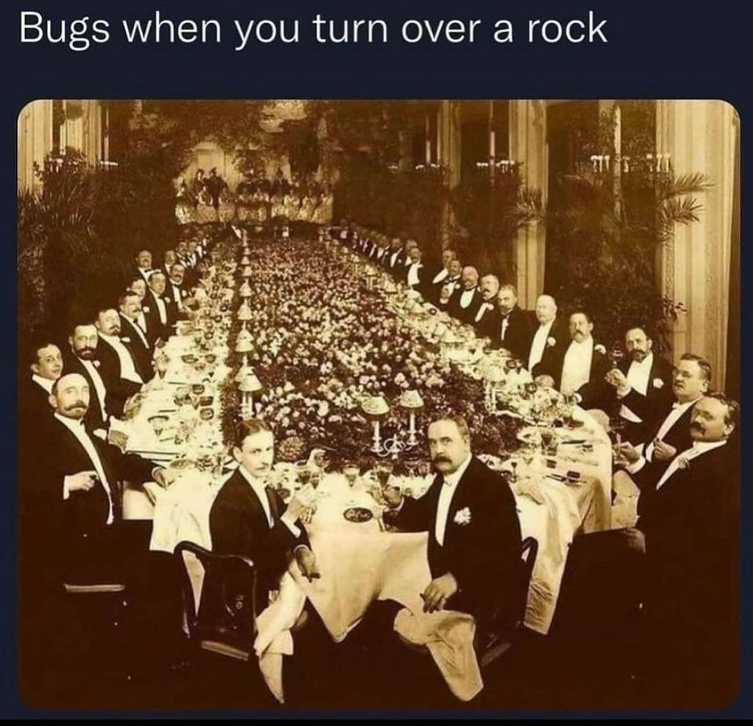 Bugs when you turn over a rock a of