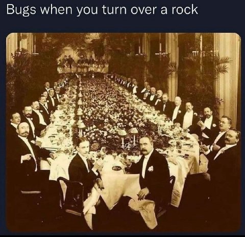 Bugs when you turn over a rock a of