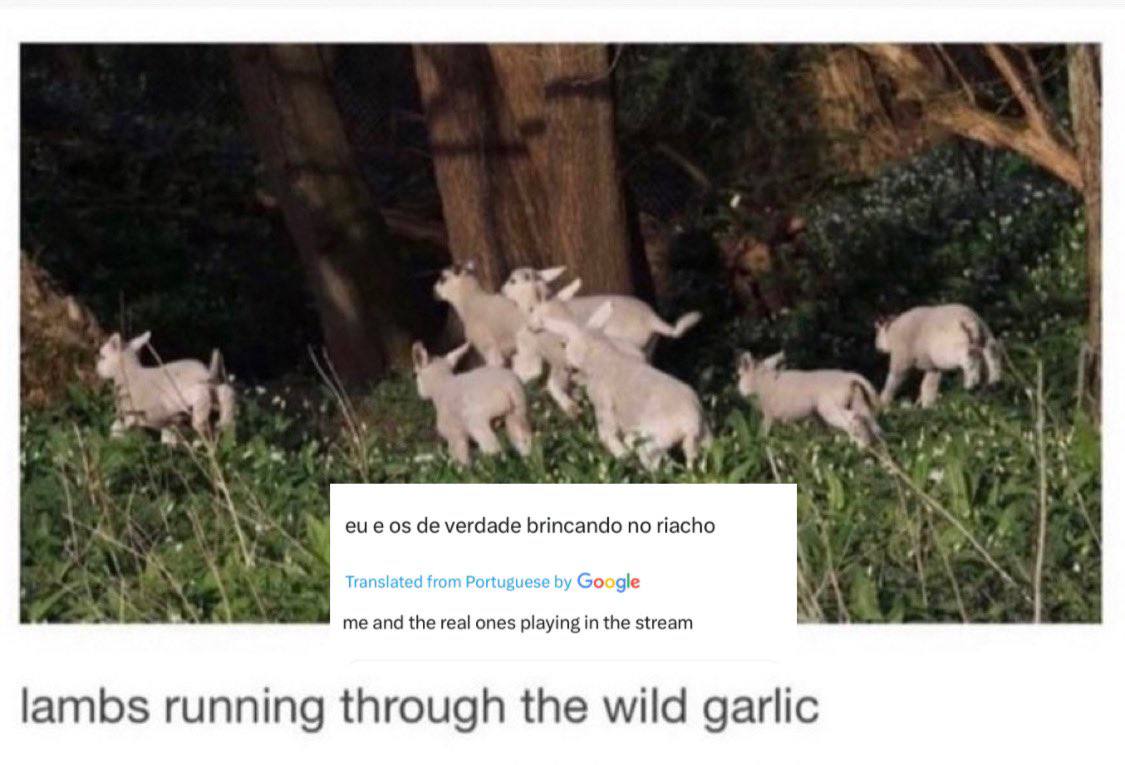 verdade brincando по riacho Google and the real ones playing in the stream lambs running through the wild garlic
