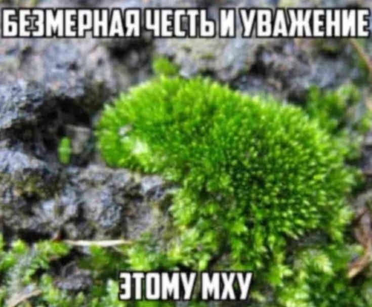 БЕЗМЕРНАЯ ЧЕСТЬ