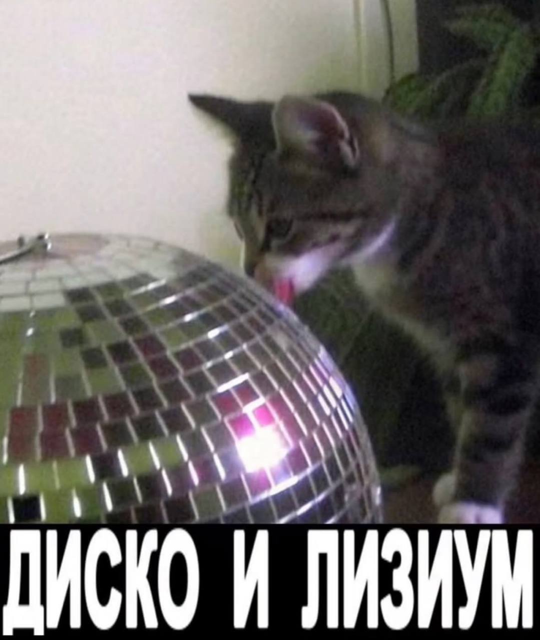 nue КОИ ЛИЗИУМ