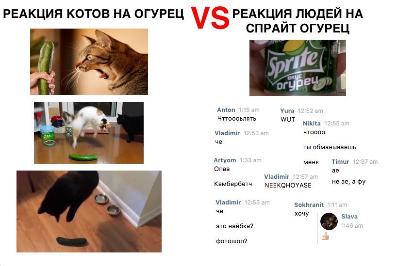 ЕАКЦИЯ ЛЮДЕЙ НА РЕАКЦИЯ КОТОВ НА ОГУРЕЦ СПРАЙТ 1 Anton Yura Чттоооьлять WUT Nikita Viadimir че ты обманываешь Artyom меня Timur Onaa Viadimir Камбербетч МЕЕКОНОУА$Е не a Viadimir че Sokhranit это наёб
