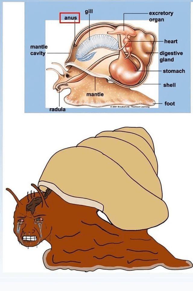 gill excretory organ heart mantle cavity digestive gland stomach shell mantle даль foot radula ema