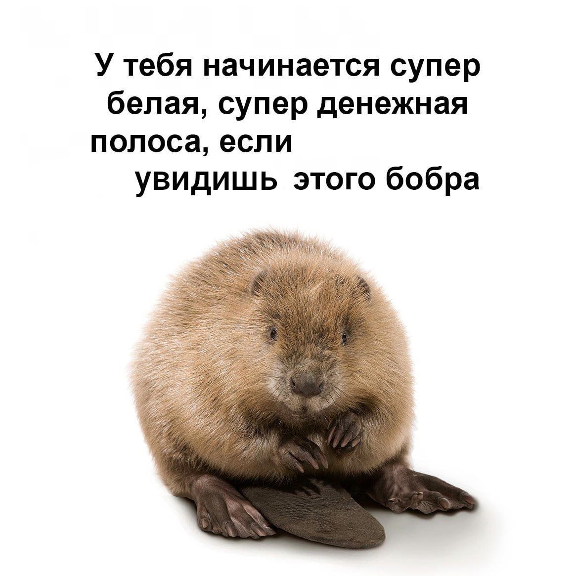 У тебя начинается супер белая, супер денежная полоса, если увидишь этого бобра