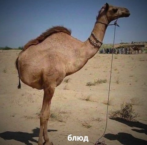 блюд