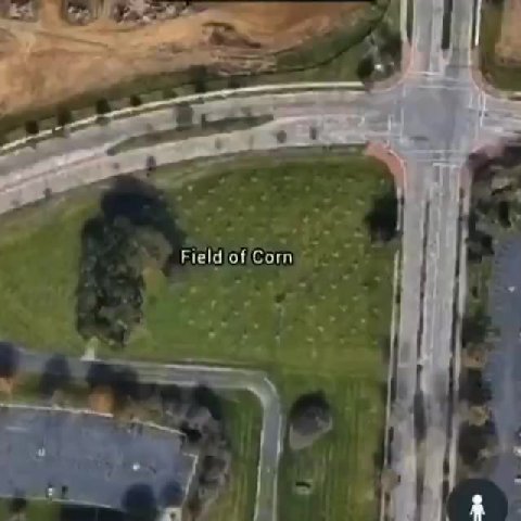 Field 7