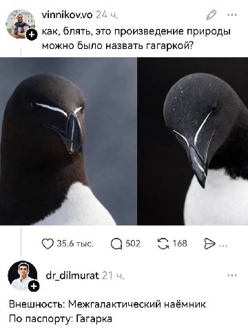 vinnikovvo 24 4 как, блять, это произведение природы можно было назвать гагаркой? 35,6 тыс. С 502 168 dr_dilmurat 21 Внешность: Межгалактический наёмник По паспорту: Гагарка
