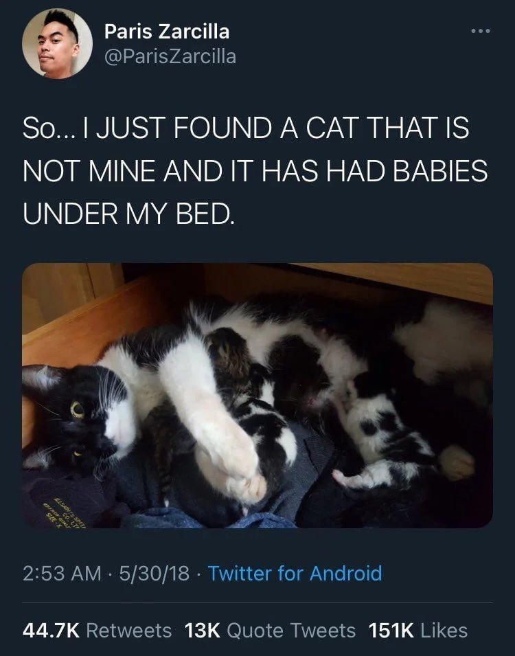 Paris Zarcilla @ParisZarcilla JUST FOUND A CAT THAT IS NOT MINE AND IT HAS HAD BABIES UNDER MY BED. 2:53 5/30/18 Twitter for Android Retweets Quote Tweets Likes