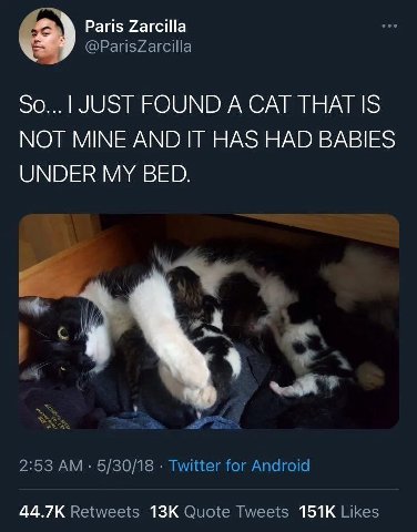 Paris Zarcilla @ParisZarcilla JUST FOUND A CAT THAT IS NOT MINE AND IT HAS HAD BABIES UNDER MY BED. 2:53 5/30/18 Twitter for Android Retweets Quote Tweets Likes