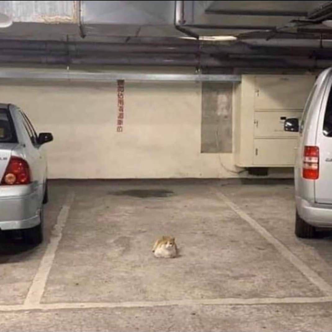 car (cat)