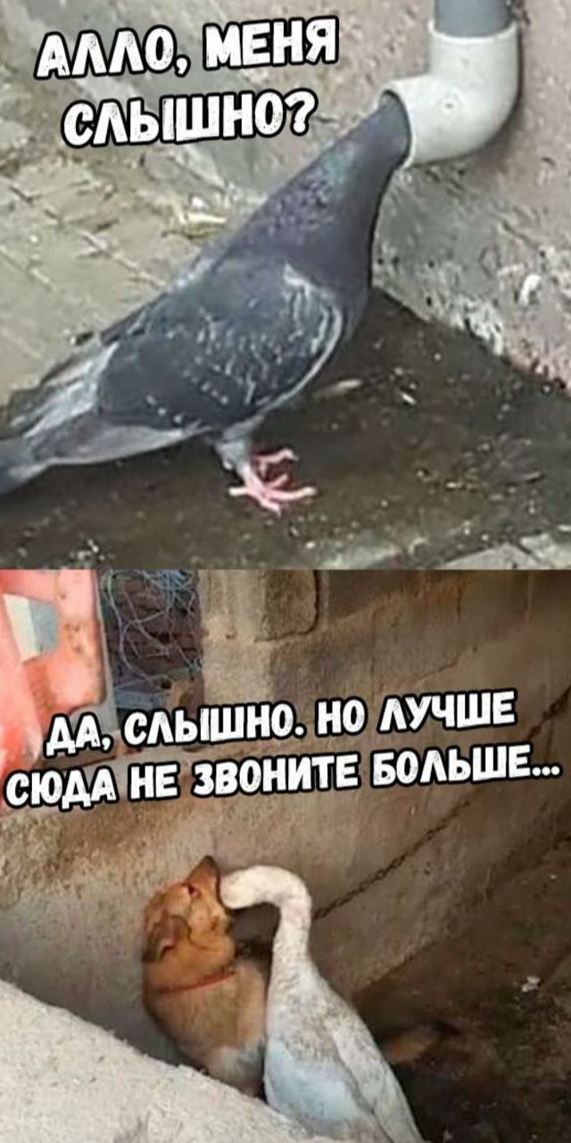 АЛЛО, СЛЫШНО. ЛУЧШЕ СЮДА НЕ ЗВОНИТЕ БОЛЬШЕ 4